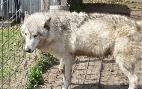 Wolf Hybrid My Dog Breeders Part 120