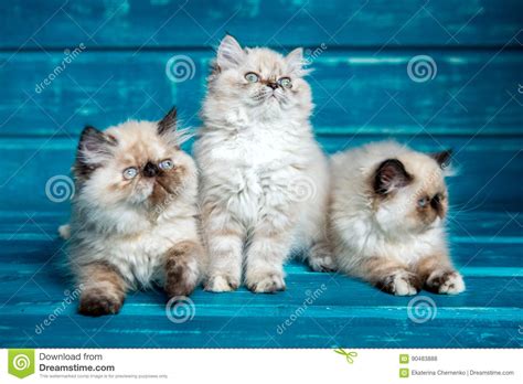 Persian Kitten Blue Background Stock Photo Image Of Cute