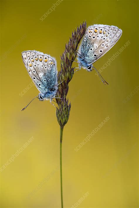 Little Blue Butterfly Identification