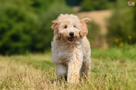 Goldendoodle Dog Breed Facts Highlights And Buying Advice