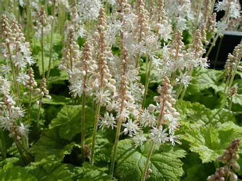 Deer Resistant Shade Perennials For Northern Virginia Revolutionary