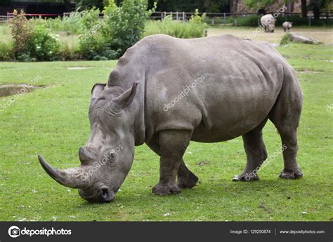 Southern White Rhinoceros Ceratotherium Simum Simum Stock Photo By