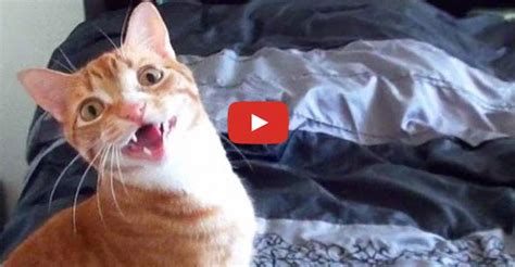 Funny Cats And Kittens Meowing Compilation We Love Cats And Kittens