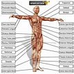 Anatomie der Muskulatur