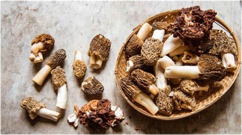 Morel Mushrooms: Nutritional Value, Health Benefits & Side Effects