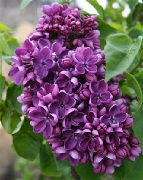 25 Purple Lilac Seeds Tree Fragrant Hardy Perennial Flower Shrub Bloom