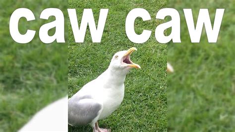 Caw Caw For 10 Minutes Youtube