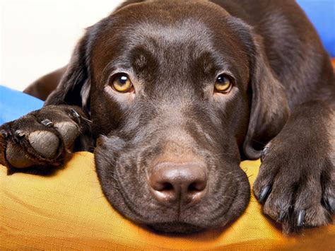 Chocolate Labradors Die Sooner Than The Other Kinds Study