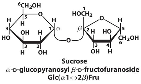 Why Is Sucrose Called Invert Sugar Quora