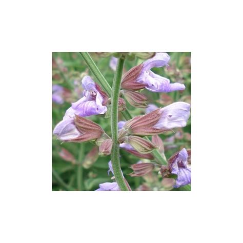 Salvia Común Semillas De Salvia Officinalis Para Comprar