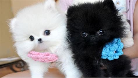We offer the latest version of vaccines and microchips. Micro Mini Teacup Pomeranian Puppies For Sale Text (240 ...