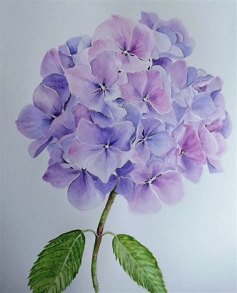 Hydrangea Floral Watercolor Floral Art Floral Painting
