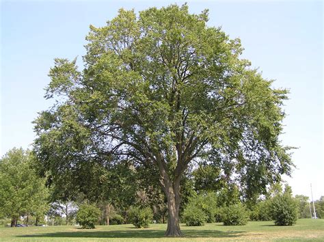 American Elm Purdue Fort Wayne