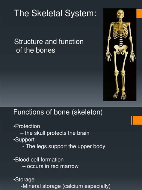 The Skeletal System Structure And Function Of The Bones Pdf
