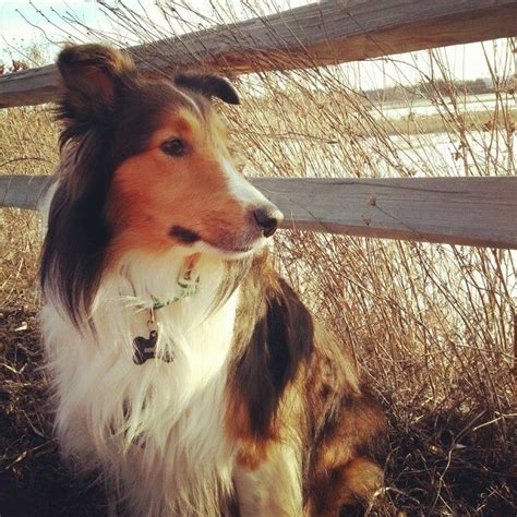 Pin On Old Time Scotch Colliesfarm Collies