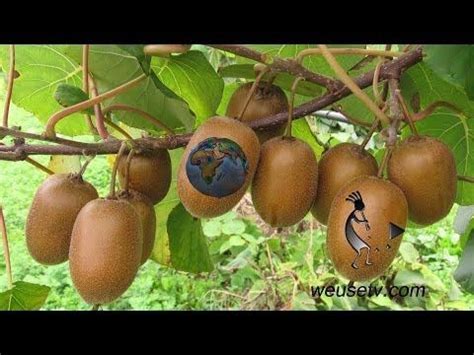 Hardy kiwi will ripen on a counter or windowsill. Botanica e giardinaggio - Potatura del kiwi (Lorenzo ...