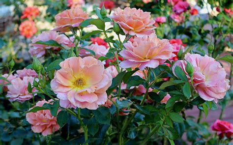 Roses In Summer Stock Photo Download Image Now Istock