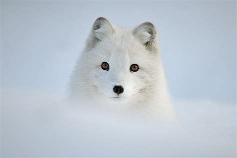 19 Magical Photos Of Animals In Winter Bored Panda