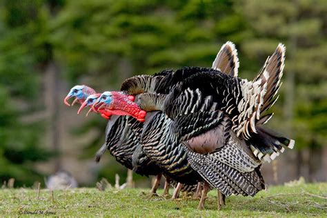 World Beautiful Birds Wild Turkeys Birds Interesting Facts And Latest