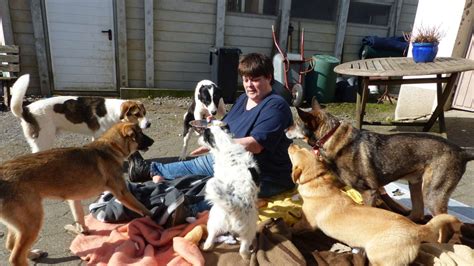 Tierschutzverein Nimmt Zehn Junge Hunde Aus Dem Mega Tierheim Smeura In