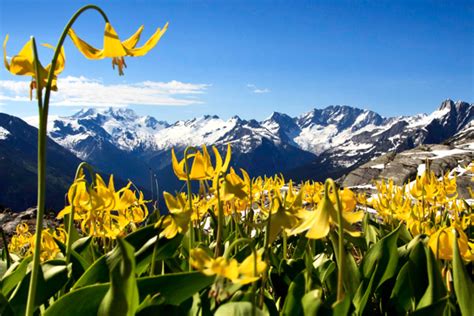 Wildflower Festival To Bring A Splash Of Colour To Revelstoke West