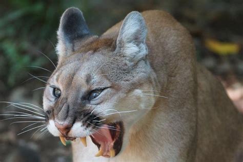 Are Mountain Lions Dangerous Do They Hunt People And Pets