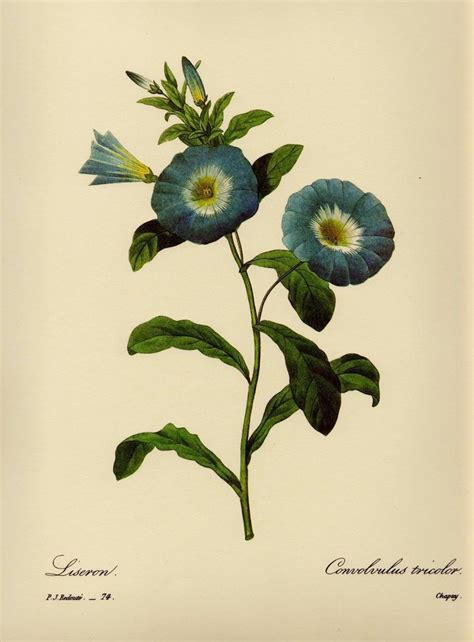 Botanical Print Bindweed Flower Gallery Wall Art Blue Flower Art Pjr
