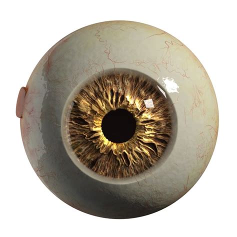 3d Realistic Eyeball Eyes Realistic Eyes Art Reference