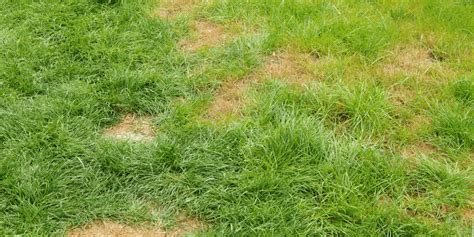 Lawn Brown Patches Causes And Treatment Metrogreenscape