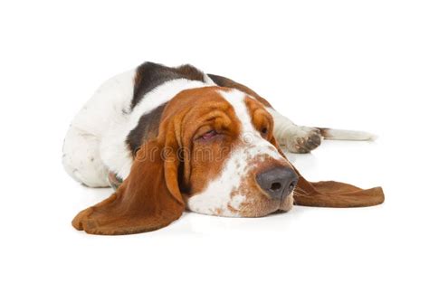Basset Hound Dog Sleeping Stock Photo Image Of Purebred 75129518