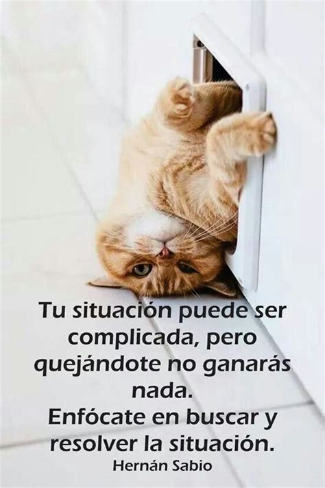 No Te Detengas Sigue Adelante Cute Cats Cats And Kittens Funny