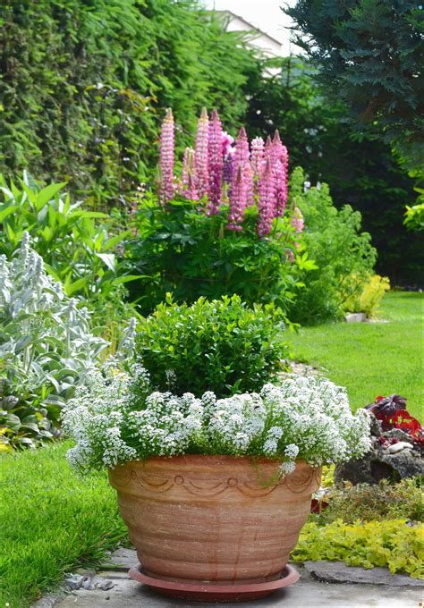Potted Garden Containers Container Gardening Beautiful Gardens