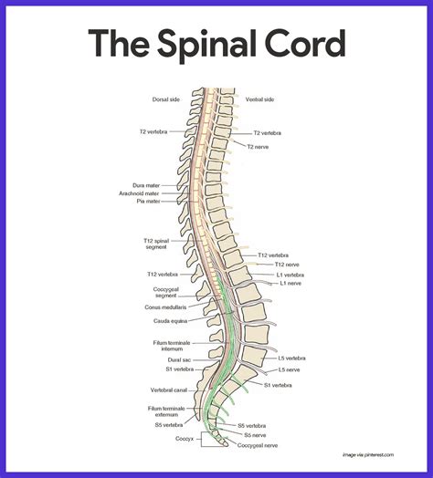 Nervous System Anatomy And Physiology • Nurseslabs