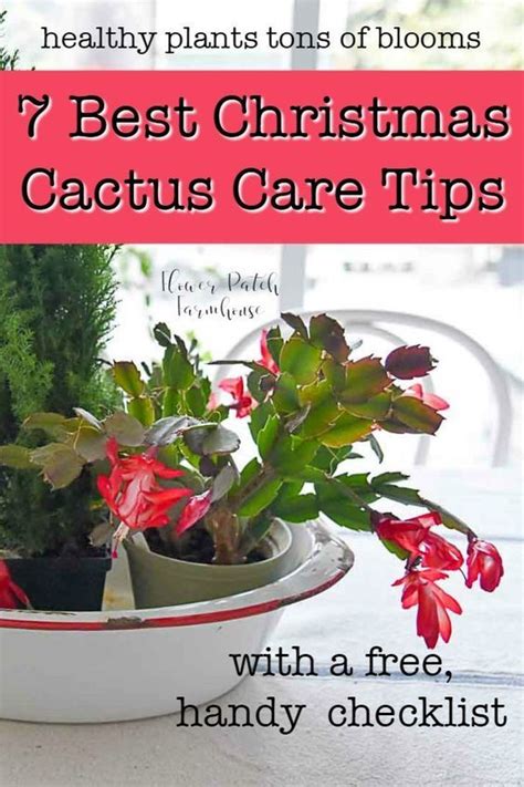 Easy Christmas Cactus Care Christmas Cactus Care Cactus Care