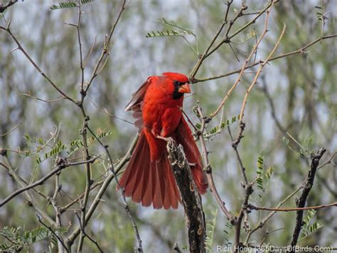 Southwestern Usa Desert Birding 365 Days Of Birds