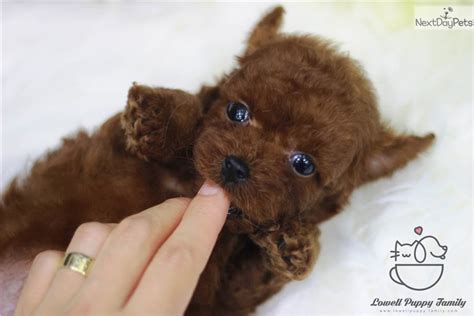 A poodle's coat is composed of 80% secondary hairs. Coco : Poodle, Toy puppy for sale near New York City, New ...