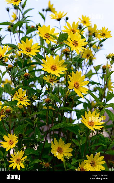 Helianthus Lemon Queen Yellow Flowers Flower Autumn Flowering Sunflower