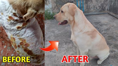 My Labrador Skin Infection Problem Solve Dog Skin Problem And