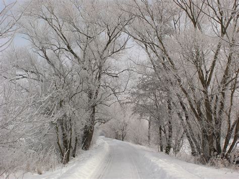 Free Images Landscape Tree Nature Forest Branch Cold Road