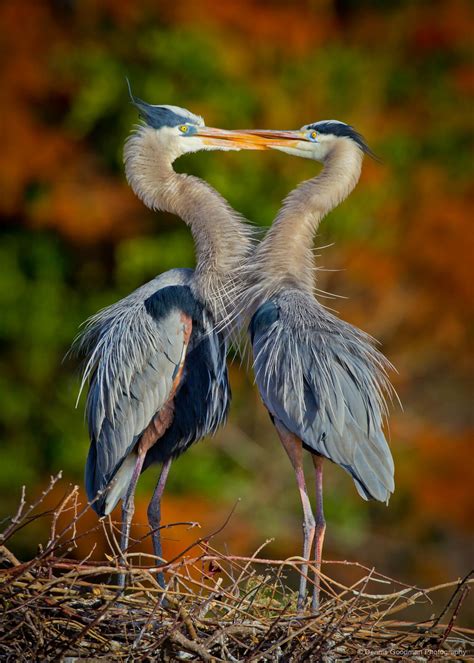 Great Blue Herons Dennis Goodman Photography And Printing