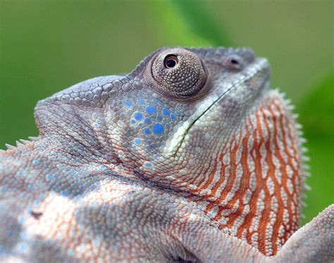 Photo Gallery Chameleons Nosey Female W Blue