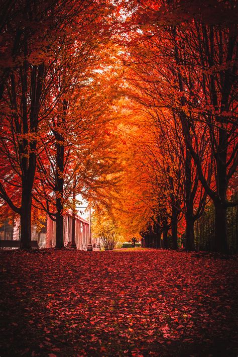 Free Photo Fall Season Autumn Natural Turning Free Download Jooinn