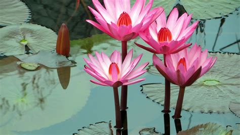 Download 1920x1080 Water Lily Pink Leaves Wallpapers For Widescreen