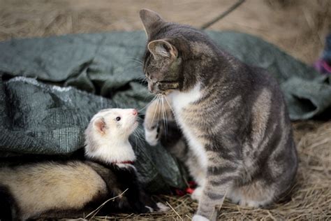 Because cats and dogs are so common, most animal lovers have a good idea of what's involved in their care. Do Ferrets Get Along With Other Pets?