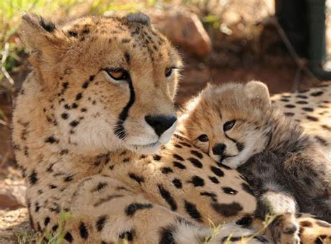 Mother And Baby Cheetah Cheetahs Pinterest