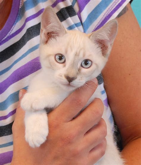 Patrice And Her 8 Baby Kittens Debut For Adoption Today