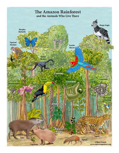 Amazon Rainforest Layers And Animals Mini Poster