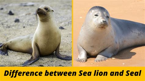 Sea Lion Vs Seal