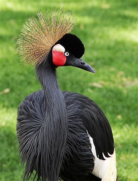 Black Crowned Crane Grow Coroado South African Birds Pet Birds