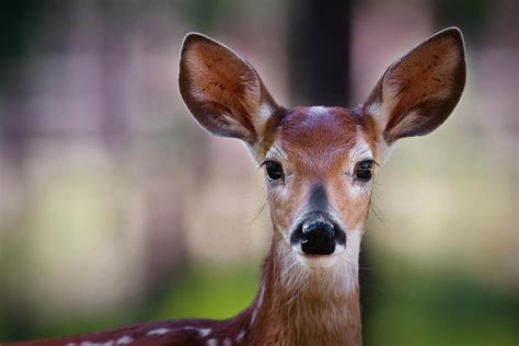 Close Up Of Deer Fawn